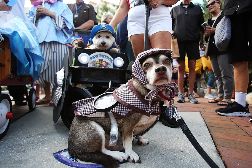 Bobo and Bentley wait for the results.