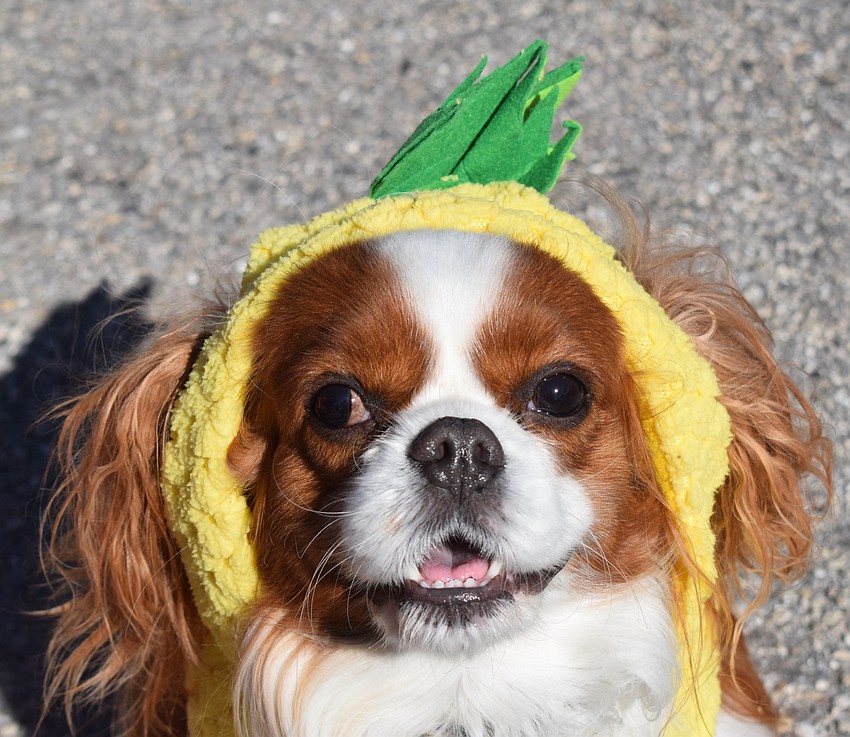 Wrigley, a 4-year-old Cavalier, takes in BooFest dressed as a pineapple. Cavalier was with owner Allison Martin of Lakewood Ranch.