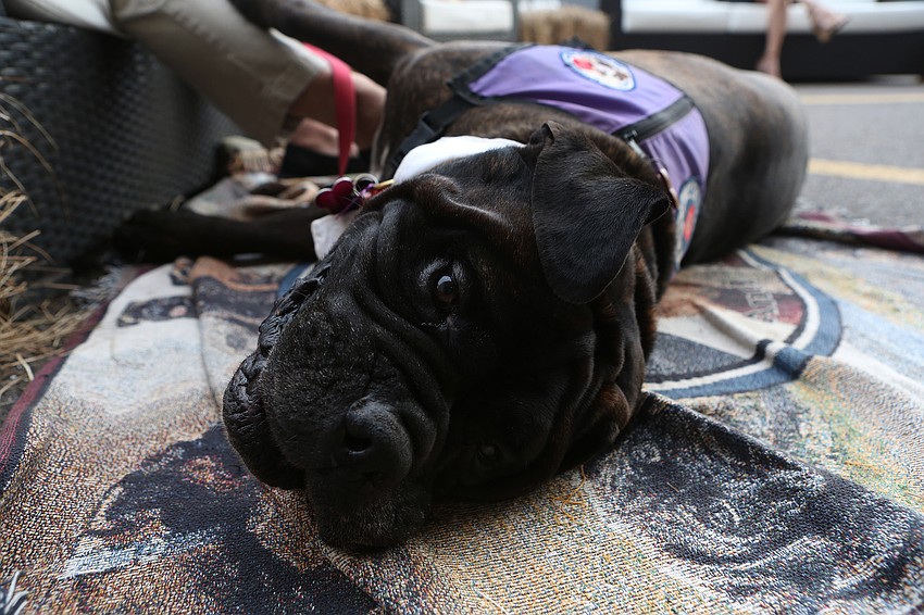 Django the support dog