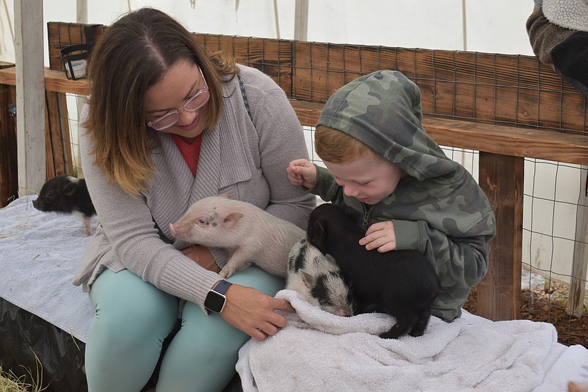 Tiny piglets climb all over Valoree Zolciak and her son Reiley at the Sarasota Medieval Fair.