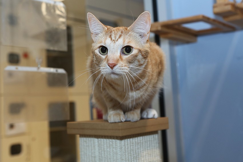 Cats play throughout the shelter space.