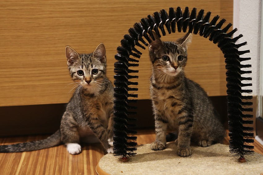 Cats play throughout the shelter space.