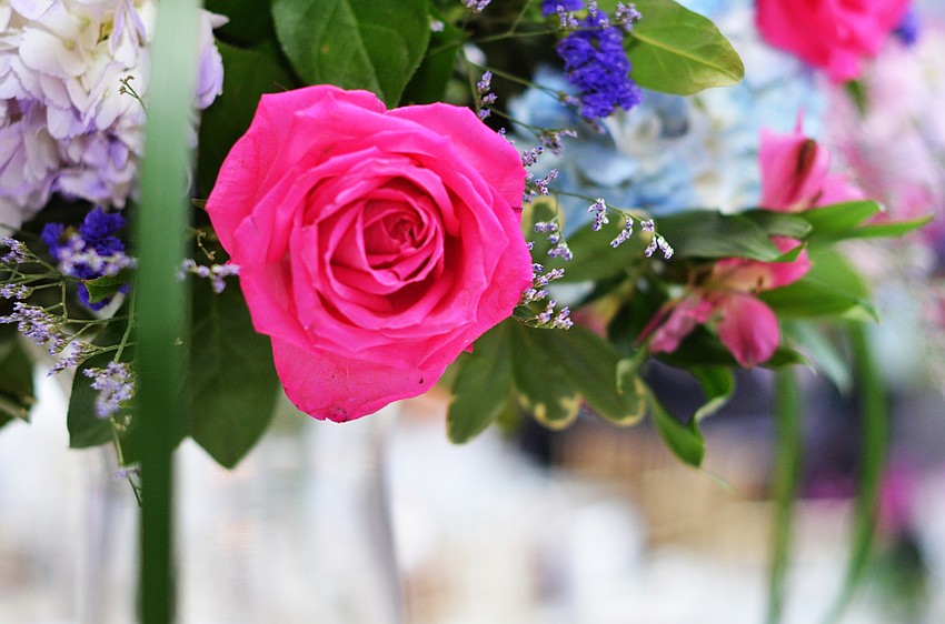 The 2016 Orchid Ball — Gowns in the Garden: Experience the Growth was held on Saturday, Feb. 13, at Marie Selby Botanical Gardens.