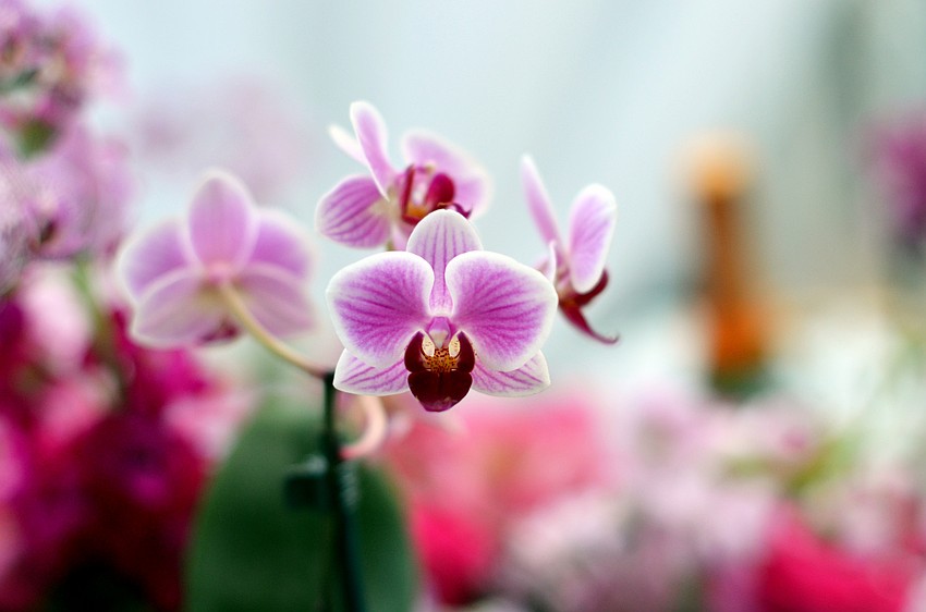 The 2016 Orchid Ball — Gowns in the Garden: Experience the Growth was held on Saturday, Feb. 13, at Marie Selby Botanical Gardens.