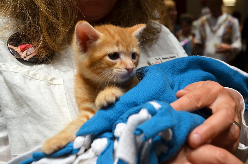 Kittens were available for adoption at Cat Depot's 'Love Me Do' Gala on Saturday, March 5.