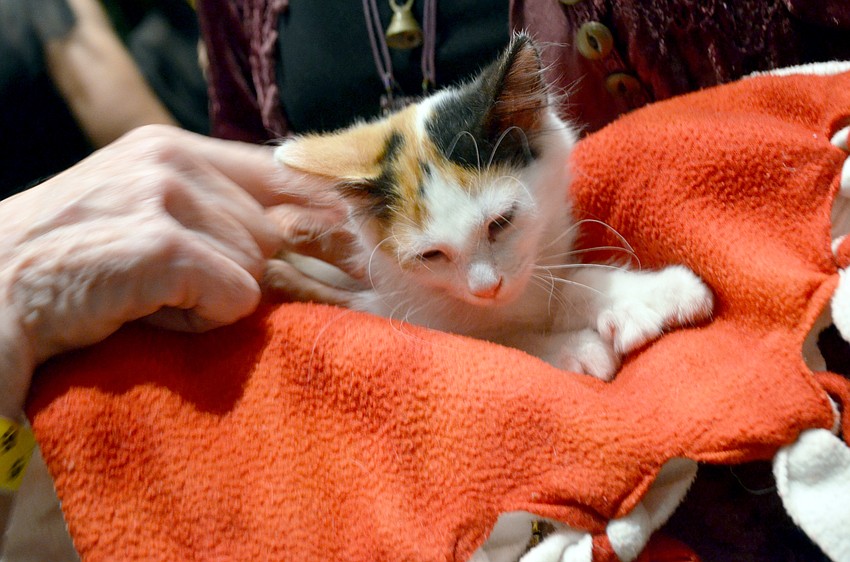 Kittens were available for adoption at Cat Depot's 'Love Me Do' Gala on Saturday, March 5.