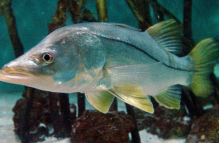 Gulf snook numbers nowÂ exceed Florida Wildlife Commission management goals.