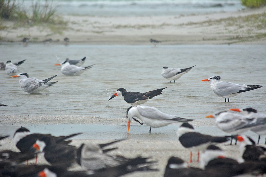 The Black Skimmer colony on Lido became inundated during Tropical Storm Hermine.