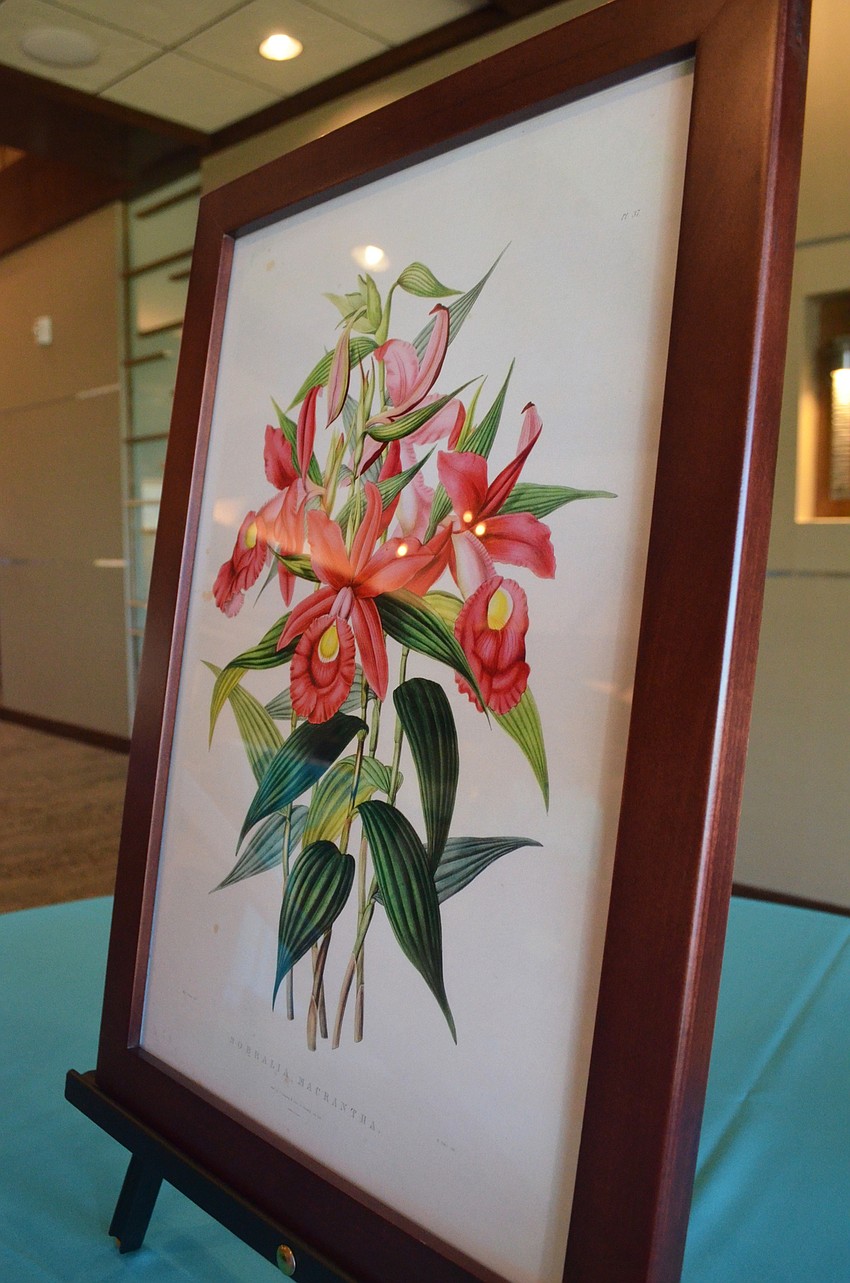 One of three framed botanical prints available through the chance drawing