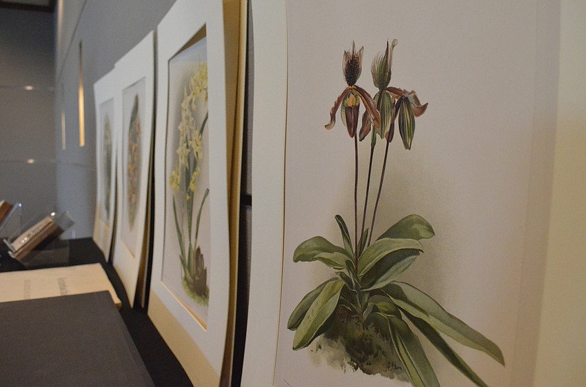 Victorian-era botanical art prints from the exhibit were on display for attendees to use as a visual accompanying the presentation.