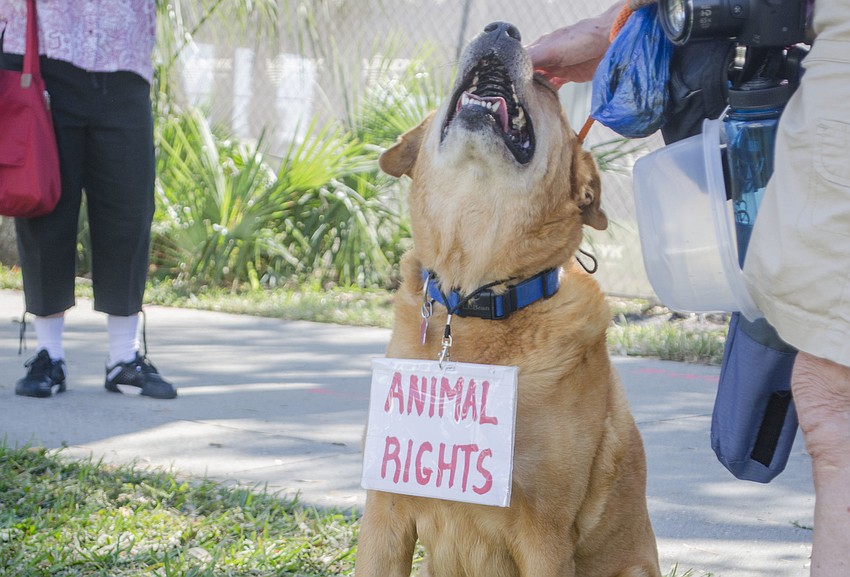 Mango demonstrates for animal rights.