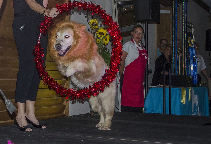 Buck jumps through a “ring of fire” during the costume portion of the Top Dog dog show.