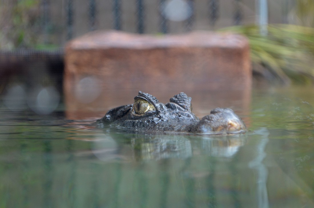 Motes'          s "The Teeth Beneath: The Wild World of Gators, Crocs and Caimans" will open on Feb. 25. Here one of the three female caiman swims around the exhibit.