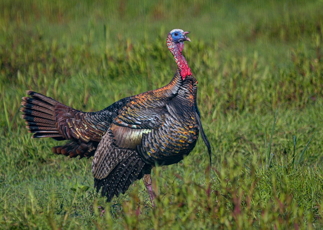 Wild turkey populations plummeted in the early 20th century, due to hunting and loss of habitat; they&#39;ve recovered, thanks to conservation efforts. (Miri Hardy)