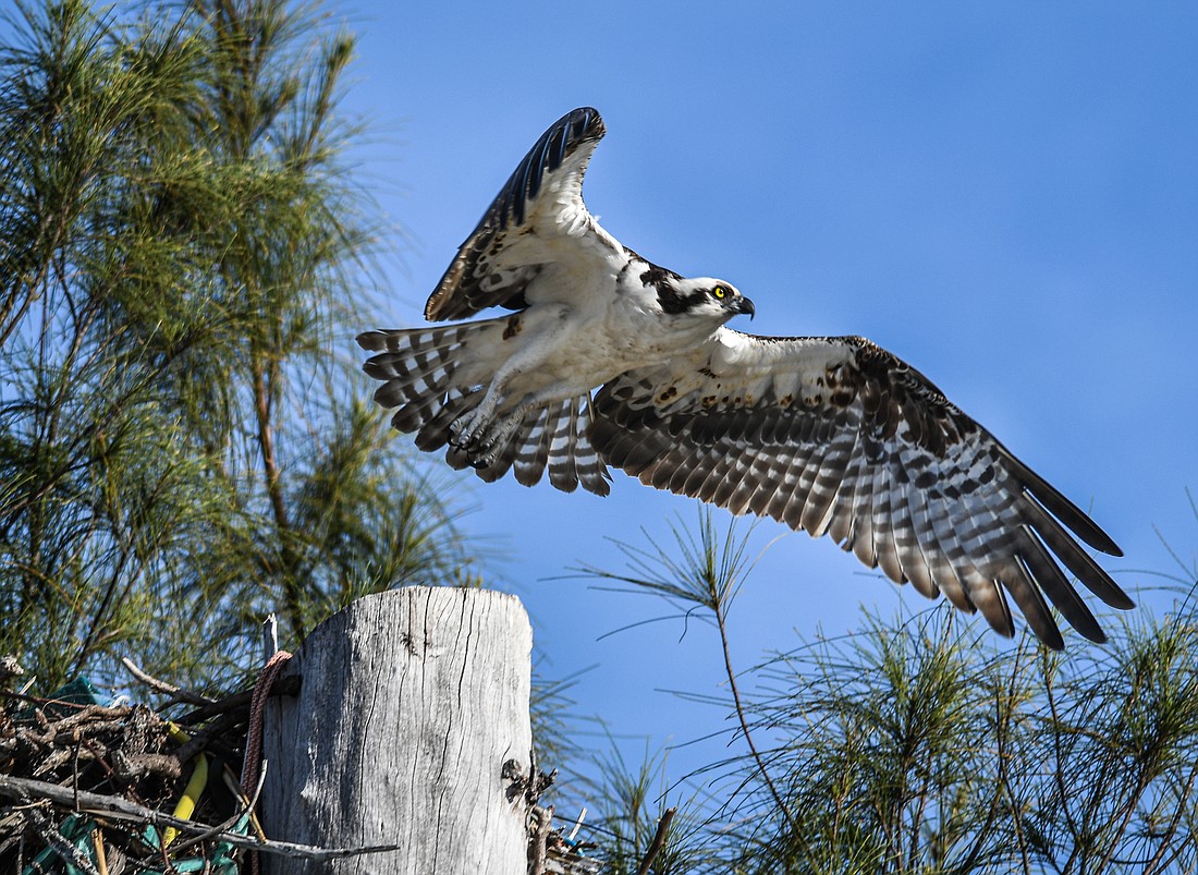 Ospreys are monogamous and mate for life, reusing their nests for generations. (Miri Hardy)