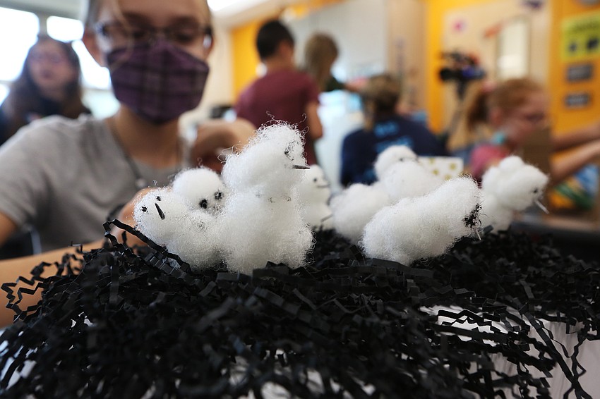 Genevieve Jorgensen made snowy plover chicks out of stuffing and toothpicks painted black.