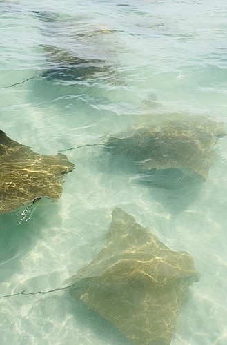 Thousands of golden cownose rays migrated to their winter home. Photo courtesy of Melissa Long.