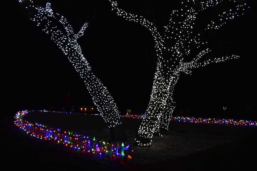 The oak trees lit up with the second push of the button.