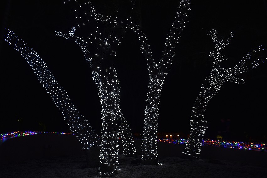 Next year, Loefgren plans to cover the trees to the top.