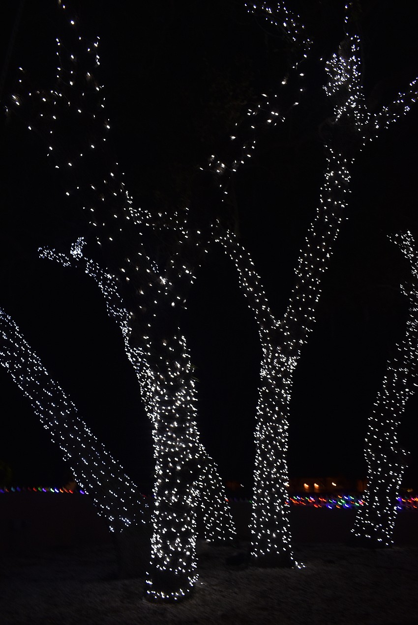 Next year, Loefgren plans to cover the trees to the top.