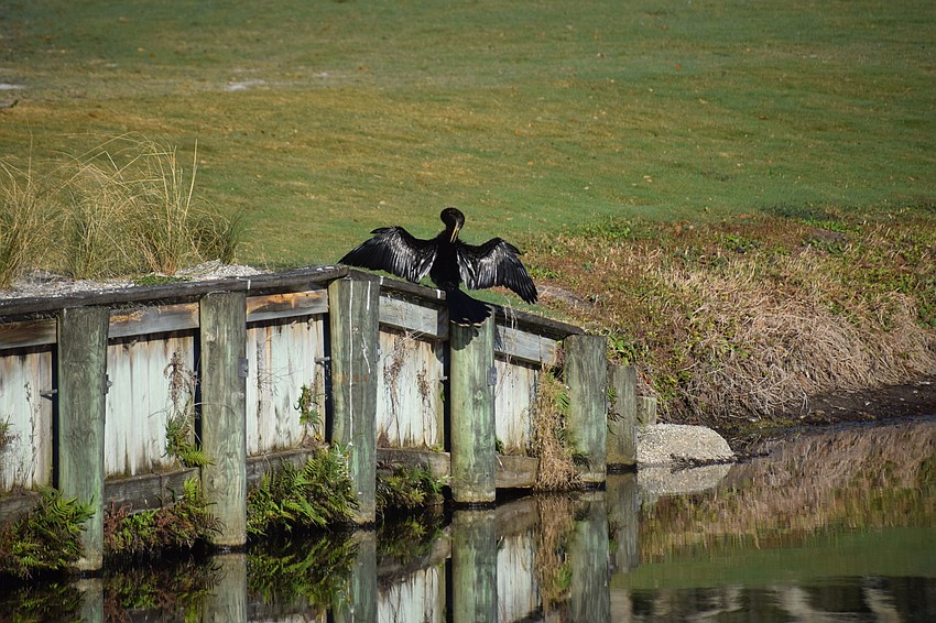 It's not only people who love the renovated course.