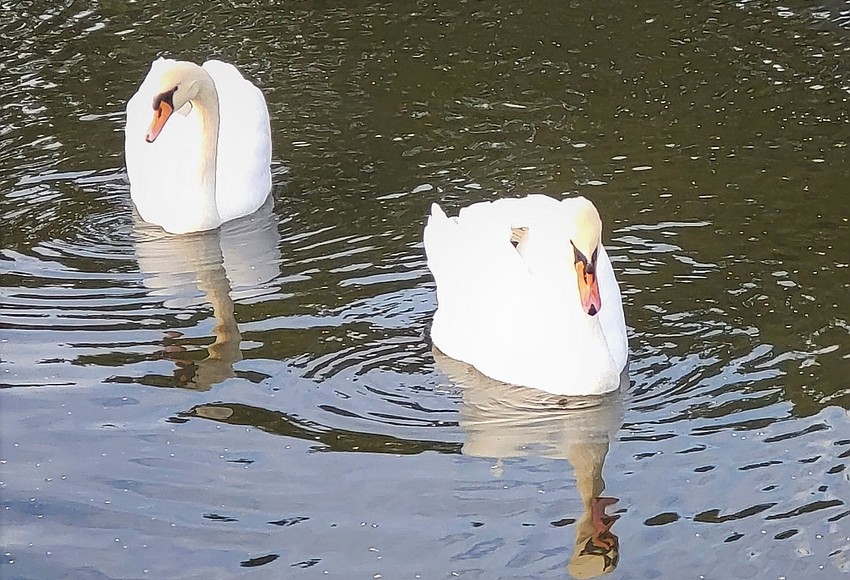 Longboat Key gains two new swans — and a long-necked love triangle | Your  Observer