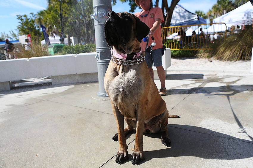 Charly the English Mastiff cools off.
