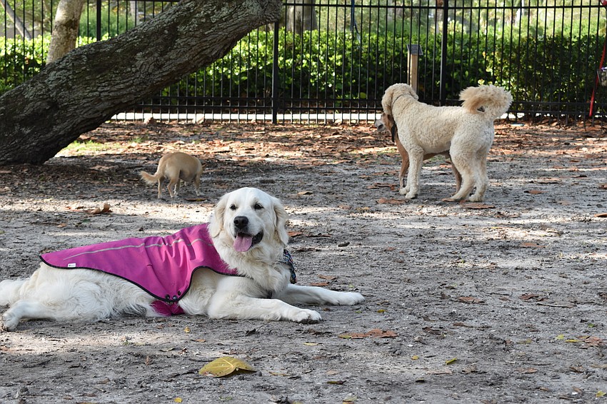 APRIL: Dick Lyons' dog is nicknamed Farrah Fawcett because she wears a pink jacket while at the Bayfront Park dog park.