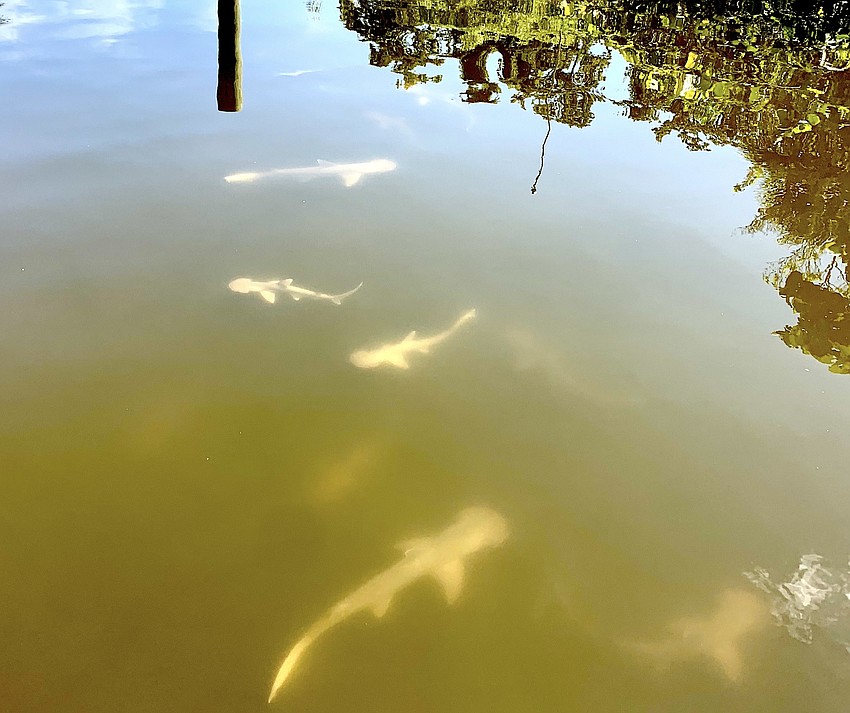 JULY: Sharks are congregating in waters with more oxygen for them to breathe.