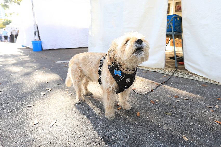 Henry the dog keeps watch outside Jean Houndsome's tent.