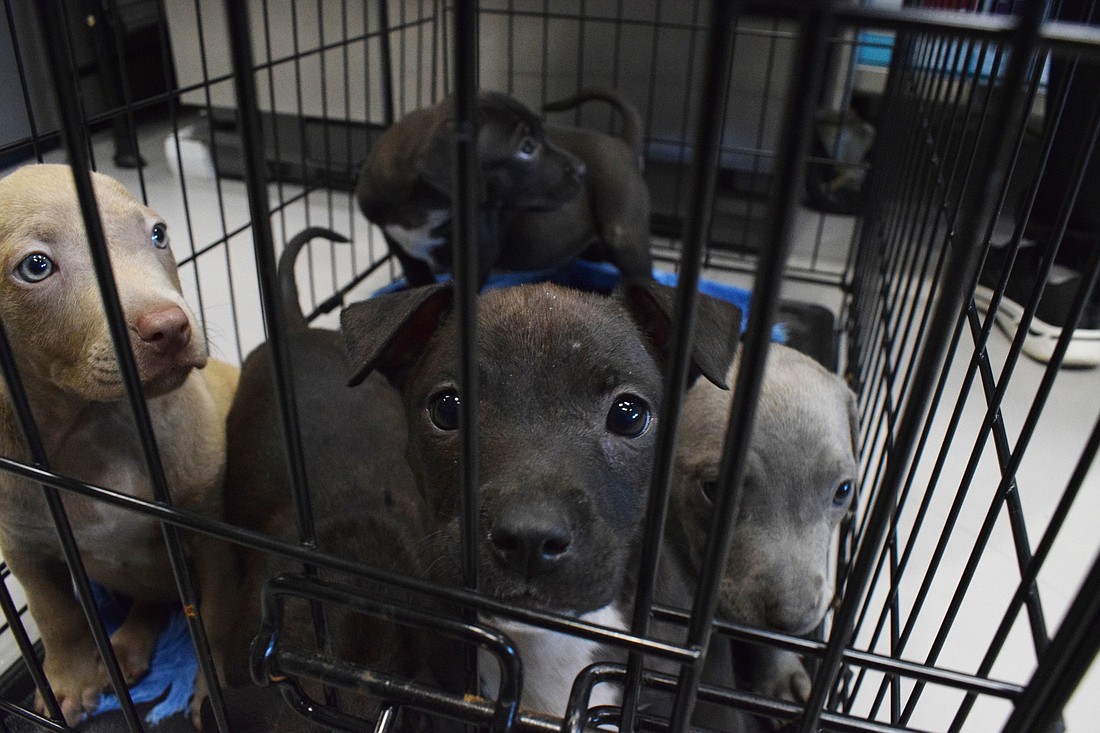 Puppies wait to be vaccinated in Nate&#39;s Honor Animal Rescue&#39;s new intake building.