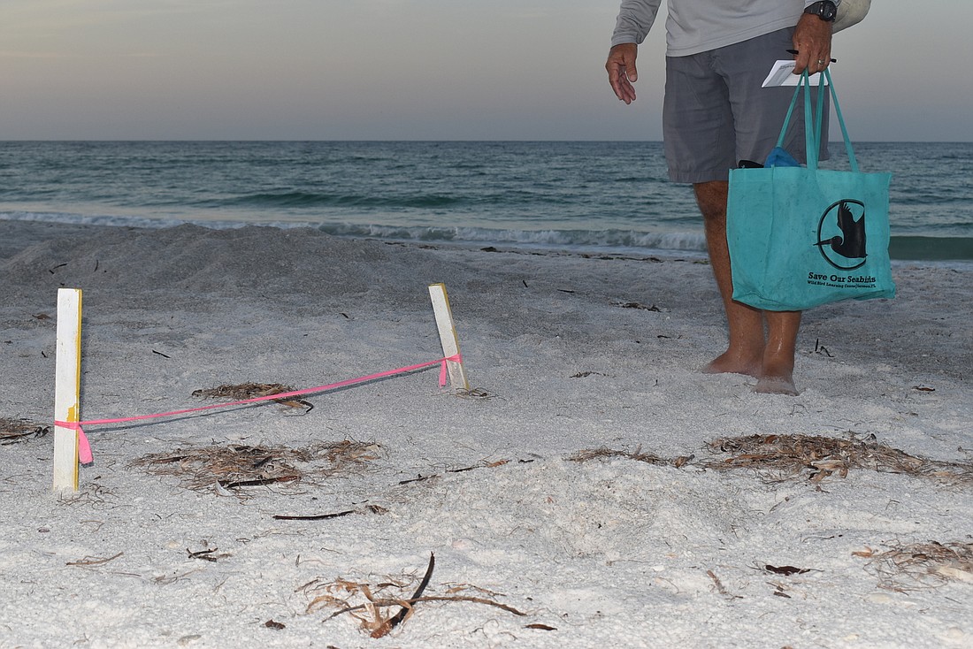 Longboat Key Turtle Watch President Tim Thurman spot checks a nest towards the end of turtle season. Photo courtesy of Nat Kaemmerer.