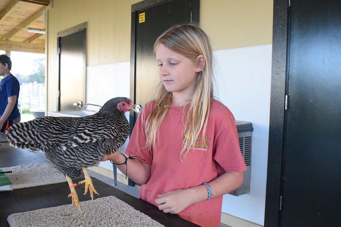 Layla Lockhart, a fourth grader at Myakka City Elementary School, holds her chicken, Rocket, so the chicken can get accustomed to being held.