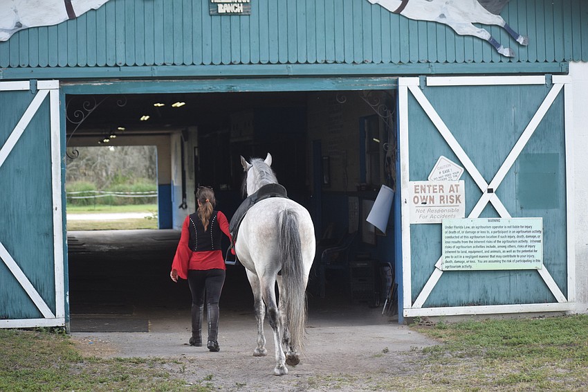 Anyone who tries to run a ranch keeping the Royal Lipizzan breed alive enters at their own risk.