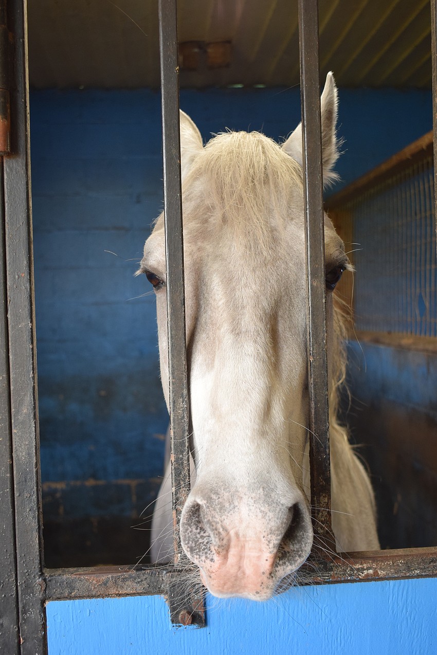 Antares, a Royal Lipizzan stallion, keeps a close eye on everything that goes on in the barn.