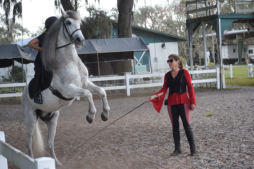 Achilles demonstrates the Royal Lizizzan Stallions' amazing athleticism. Many of them don't begin performing 