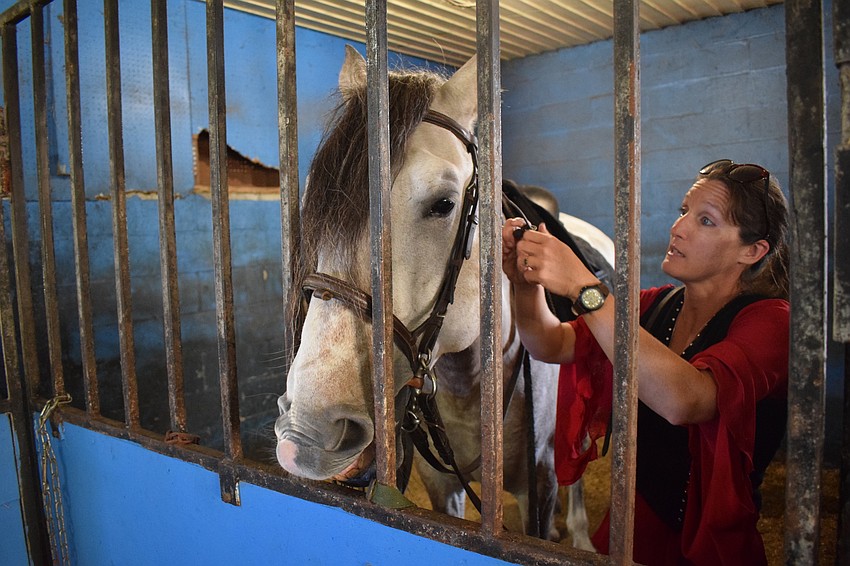 In order to generate funds, Herrmann's Royal Lipizzan stallions will begin offering general horsemanship riding lessons.