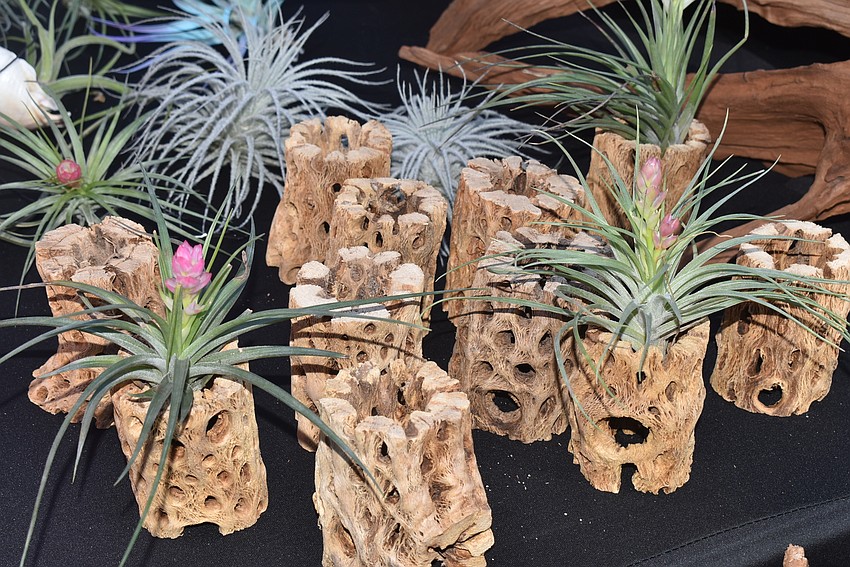 Cloverleaf Driftwood sold small pieces of driftwood with air plants in them.