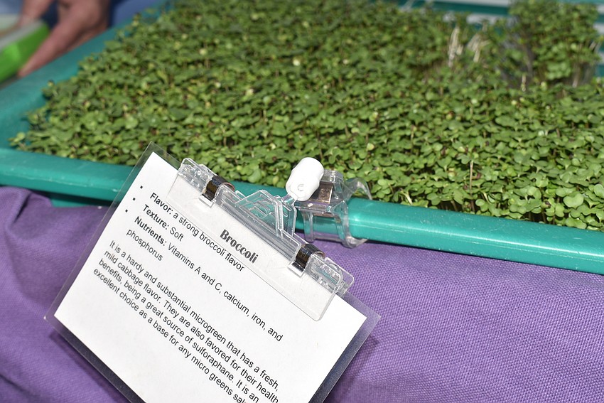 Anna McClement's broccoli microgreens at First Leaf.