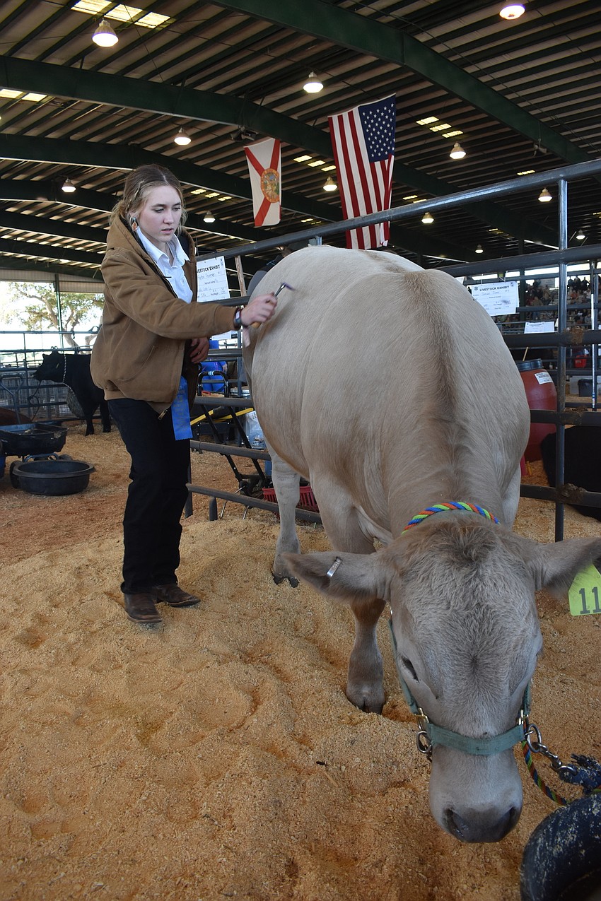 Peyton Pederson of Lakewood Ranch and Cream of the Crop 4H brushes Polo the cow.
