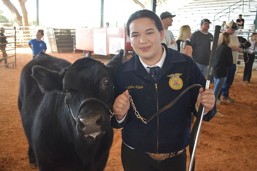 Madeline Fields of the Lakewood Ranch High School FFA gets ready to show her cow Peso.