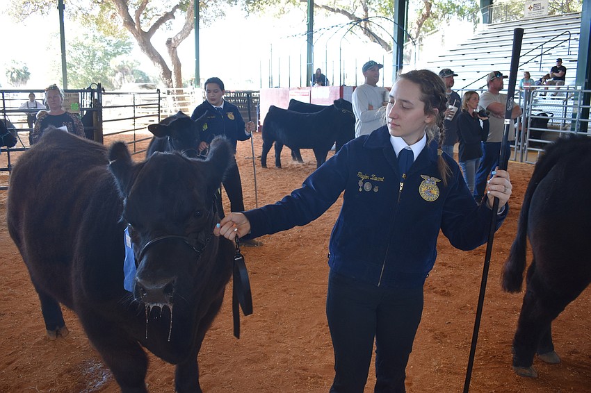 Taylor Zwart of the Lakewood Ranch High School FFA coaxes Jack into the cattle show area.