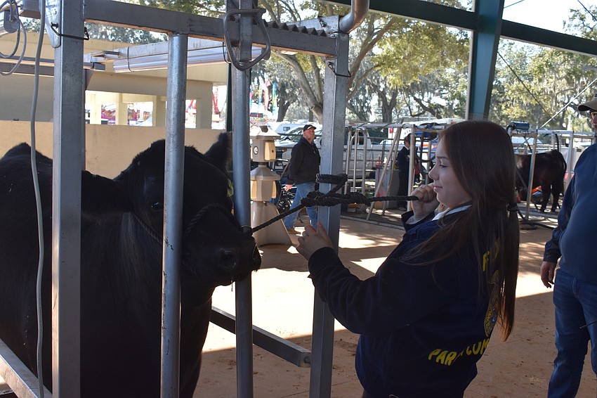 Gabriella Wood of the Parrish High FFA gets Blackjack ready for the show.