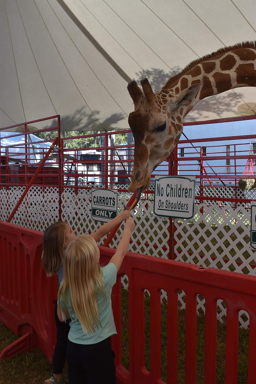 Raelynn and Lila Grimes of Bradenton feed carrots to Melman the giraffe.