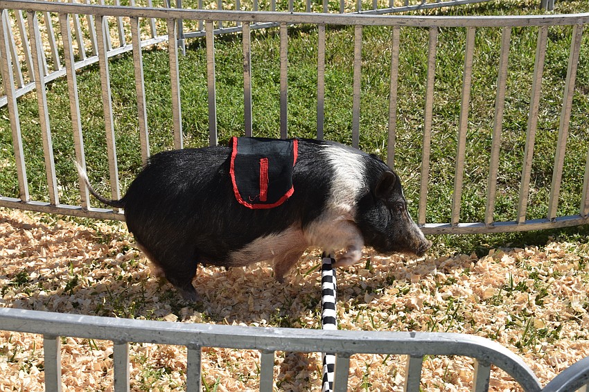 Miss BBQ jumps a hurdle during the Hollywood Racing Pigs show.