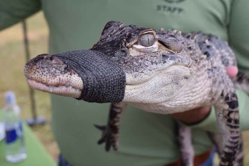 It might be a small alligator, but Dan Glenn of the Alligator Wildlife Discovery Center, makes sure it's not going to snap at anyone.