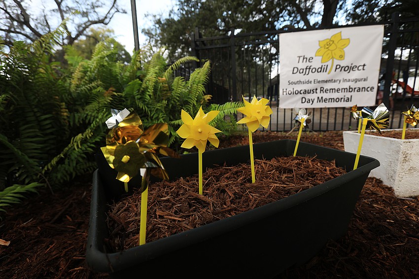 Around 150 daffodils were planted.