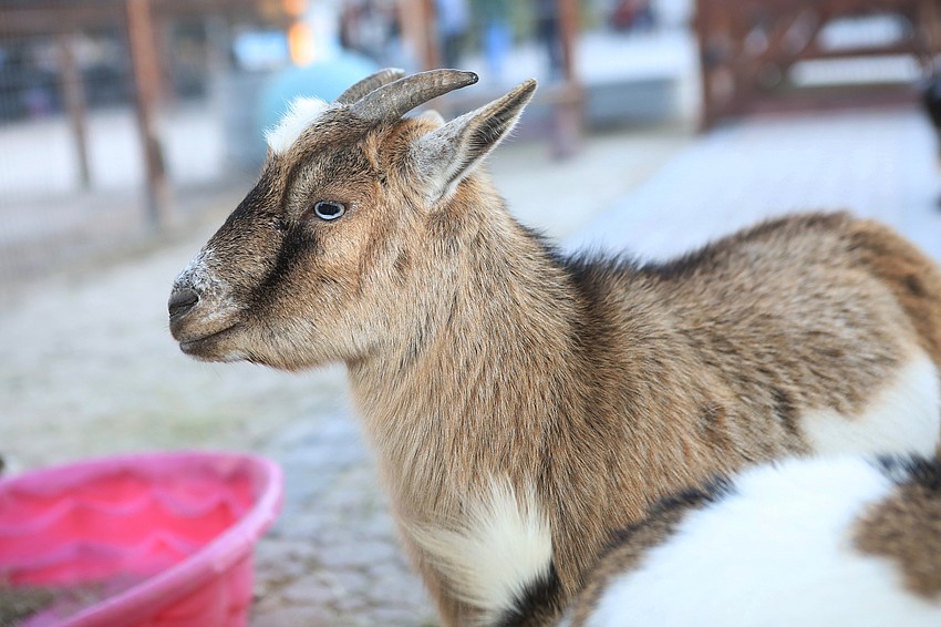 Big Cat Habitat had plenty of goats.