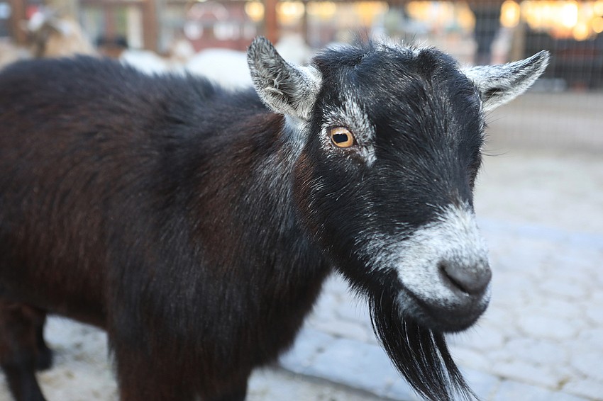 Big Cat Habitat had plenty of goats.