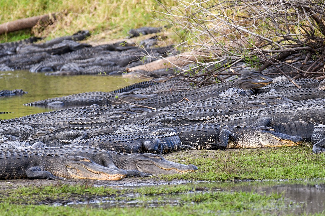 American alligators have a crucial role in keeping wetland habitats healthy, and alter habitats in ways that benefit other species. (Photo by Miri Hardy)